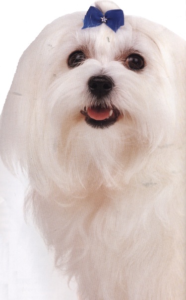 Maltese