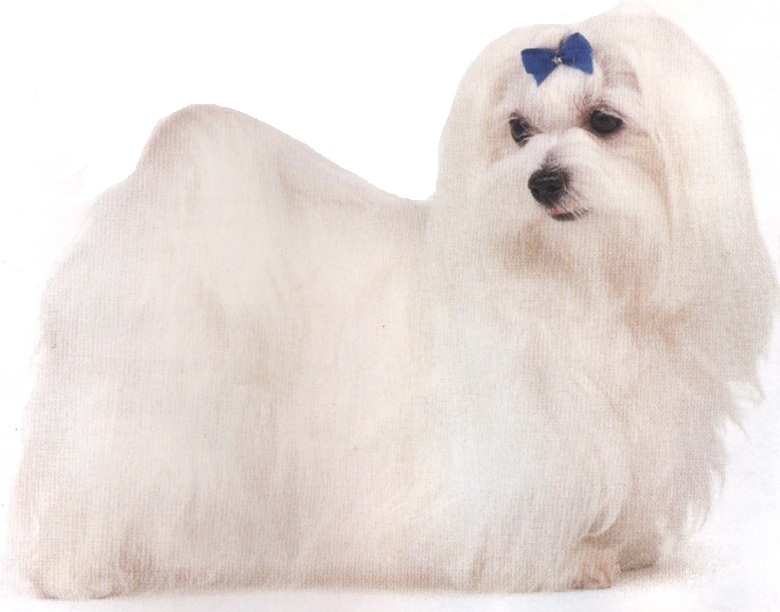 Maltese