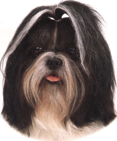Shih tzu
