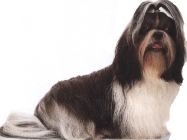Shih tzu