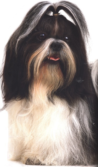 Shih tzu