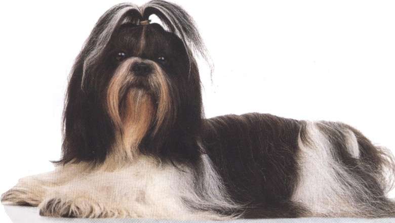 Shih tzu