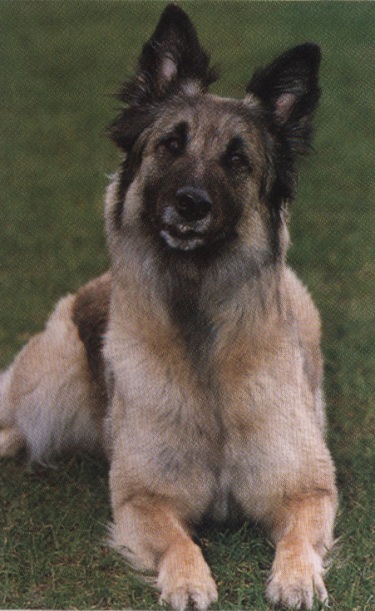 Cane meticcio o bastardo