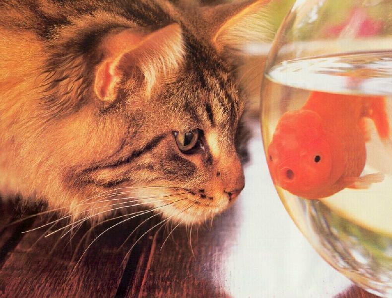 L'alimentazione del gatto