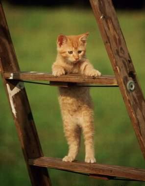 Quali sono i giochi che fanno i gatti?