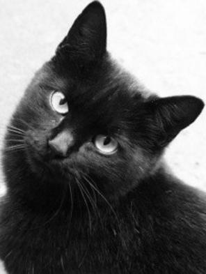 Nella mente dei gatti