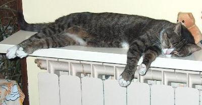 Quante ore dorme un gatto?