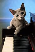 Come reagiscono i gatti alla musica?