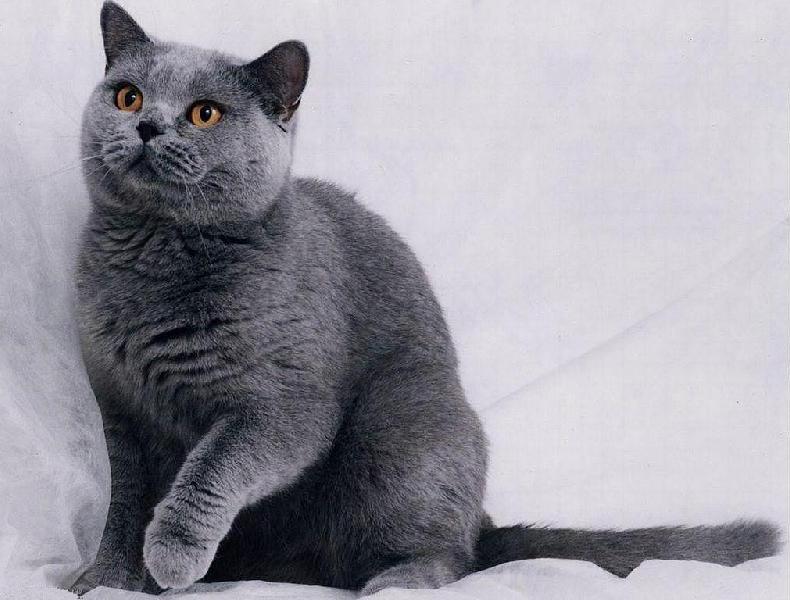 Avere un gatto