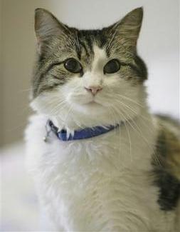 Oscar, gatto oracolo preannuncia la morte