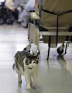 Oscar, gatto oracolo preannuncia la morte