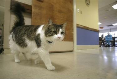 Oscar, gatto oracolo preannuncia la morte