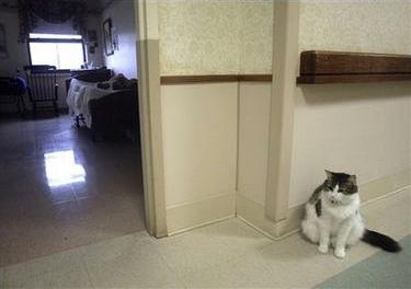 Oscar, gatto oracolo preannuncia la morte