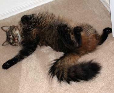 È vero che il gatto si nasconde per morire?