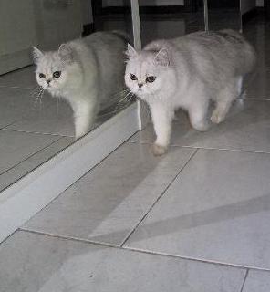 Perché i gatti ogni tanto fanno delle corse improvvise in giro per la casa? Perché i gatti ogni tanto fanno delle corse improvvise in giro per la casa?