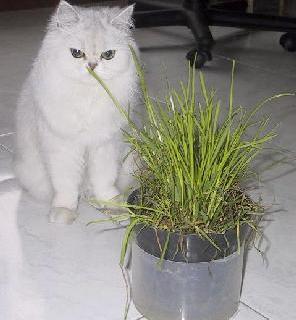 Perché il gatto ha tanta passione per l'erba gattaia? Perché il gatto ha tanta passione per l'erba gattaia?