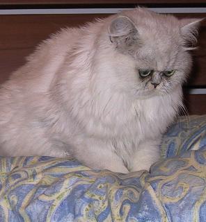 Perché i gatti fanno le fusa? Perché i gatti fanno le fusa?