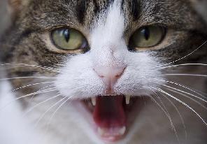 Perché i gatti soffiano?