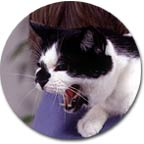 Perché i gatti soffiano?