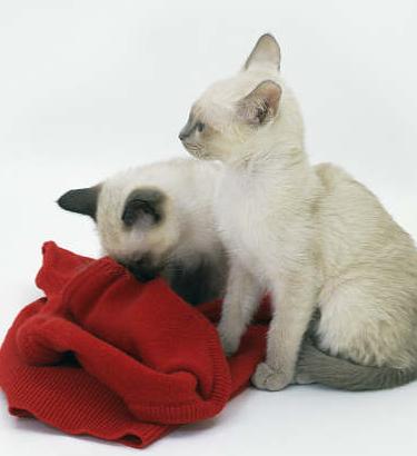 Perché alcuni gatti amano succhiare la lana?
