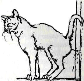 Perché il gatto maschio urina sui muri?