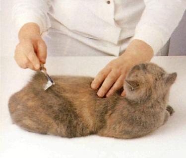 Spazzolatura del gatto a pelo corto