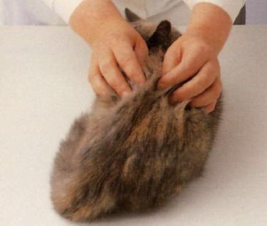 Spazzolatura del gatto a pelo corto