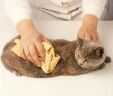 Spazzolatura del gatto a pelo corto
