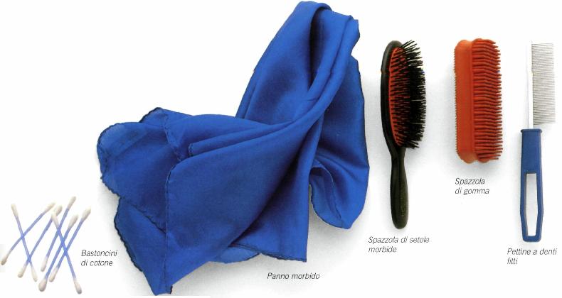 Spazzolatura del gatto a pelo corto