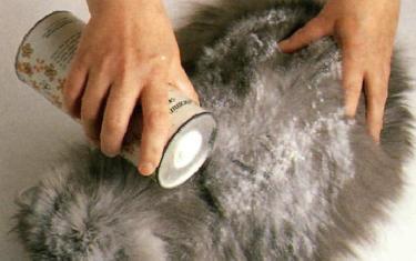 Spazzolatura del gatto a pelo lungo
