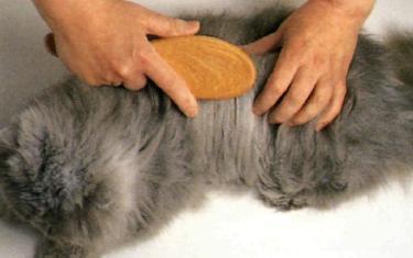 Spazzolatura del gatto a pelo lungo