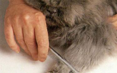 Spazzolatura del gatto a pelo lungo
