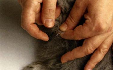Spazzolatura del gatto a pelo lungo