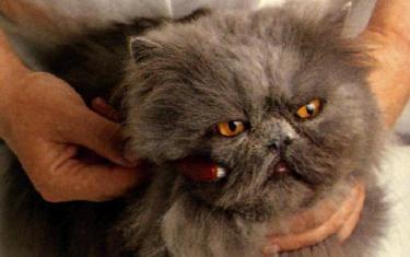 Spazzolatura del gatto a pelo lungo