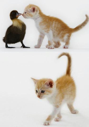Gattini