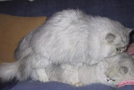 Esistono gatti omosessuali?