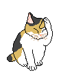 Il gatto domestico