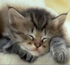 Il gatto domestico