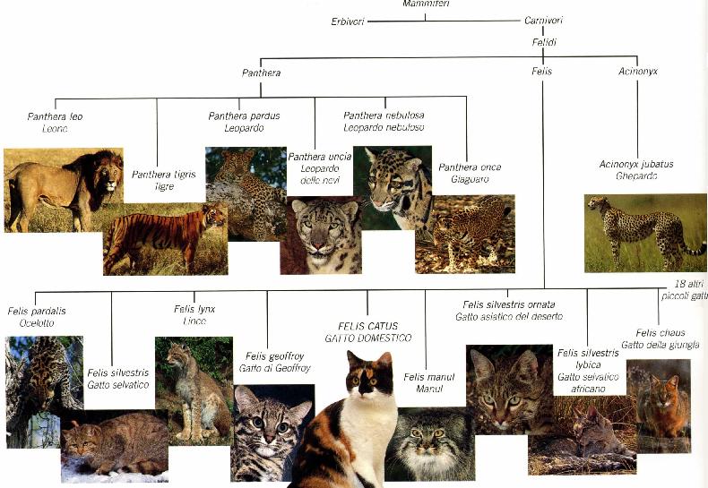 Origini ed addomesticamento