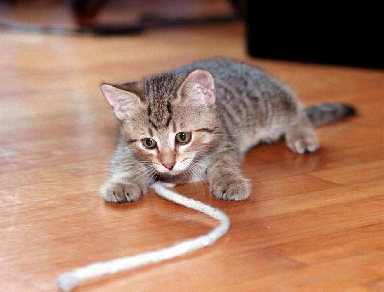 Vivere con il gatto