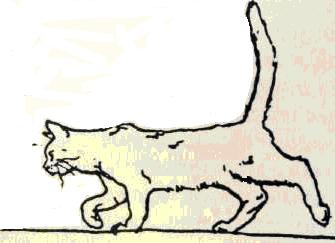 Quant'è grande il territorio di un gatto?