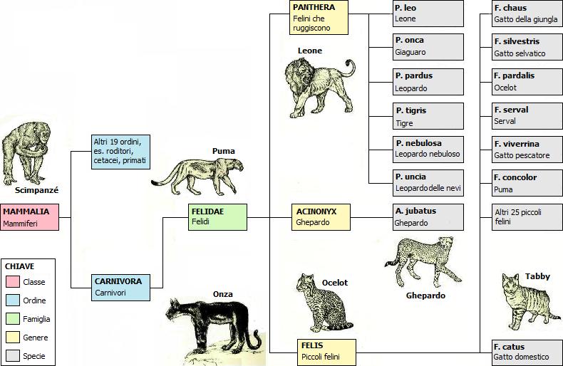 Classificazione dei felini