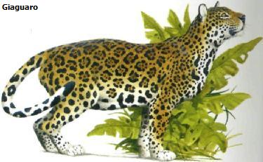 Giaguaro e leopardo