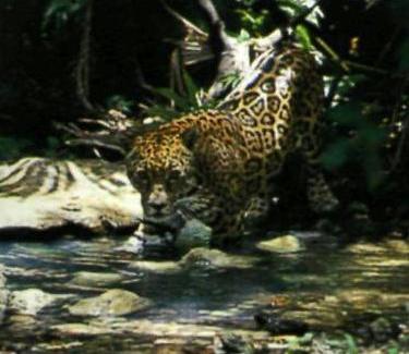 Giaguaro e leopardo