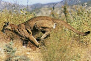 Puma e lince