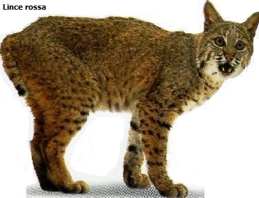 Puma e lince