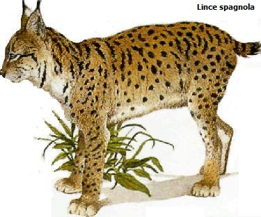 Puma e lince