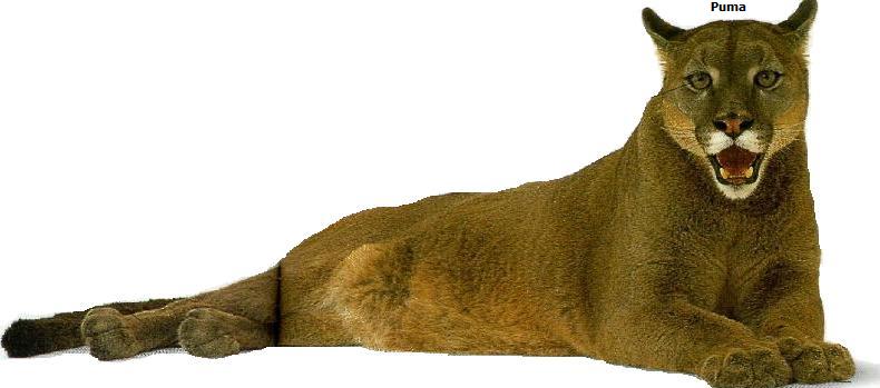 Puma e lince