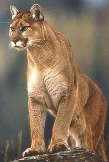 Puma e lince