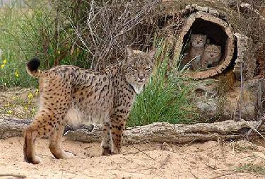 Puma e lince